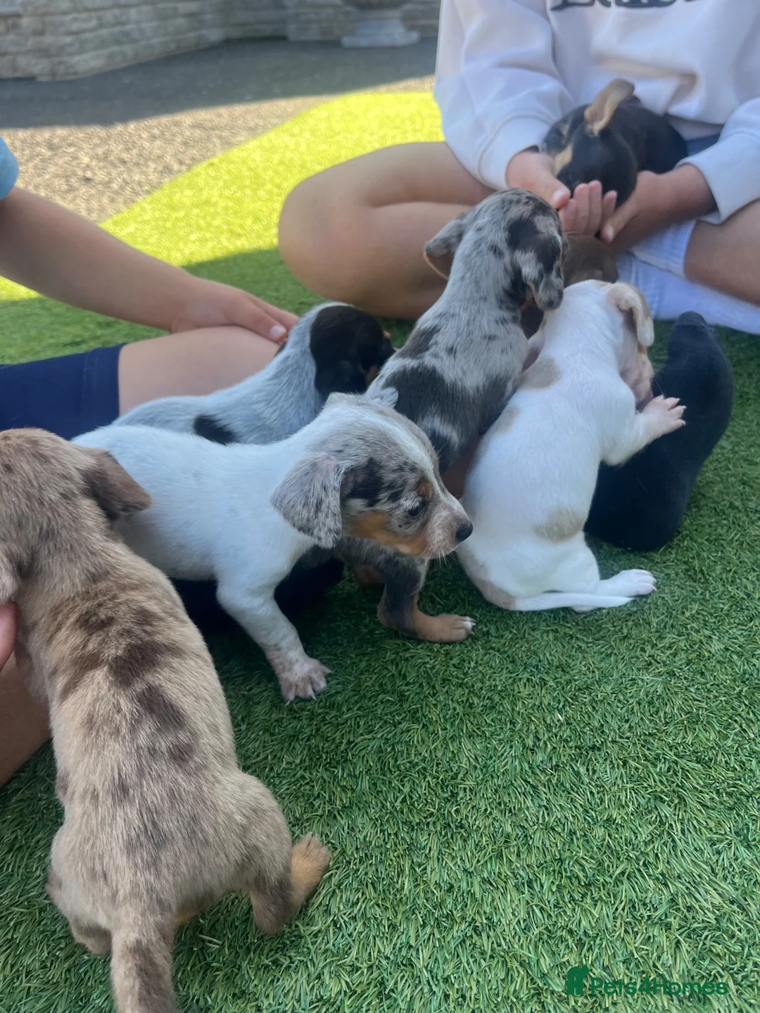 Jackshund dogs for sale: Jackhounds in Weston-super-Mare - Advert 1