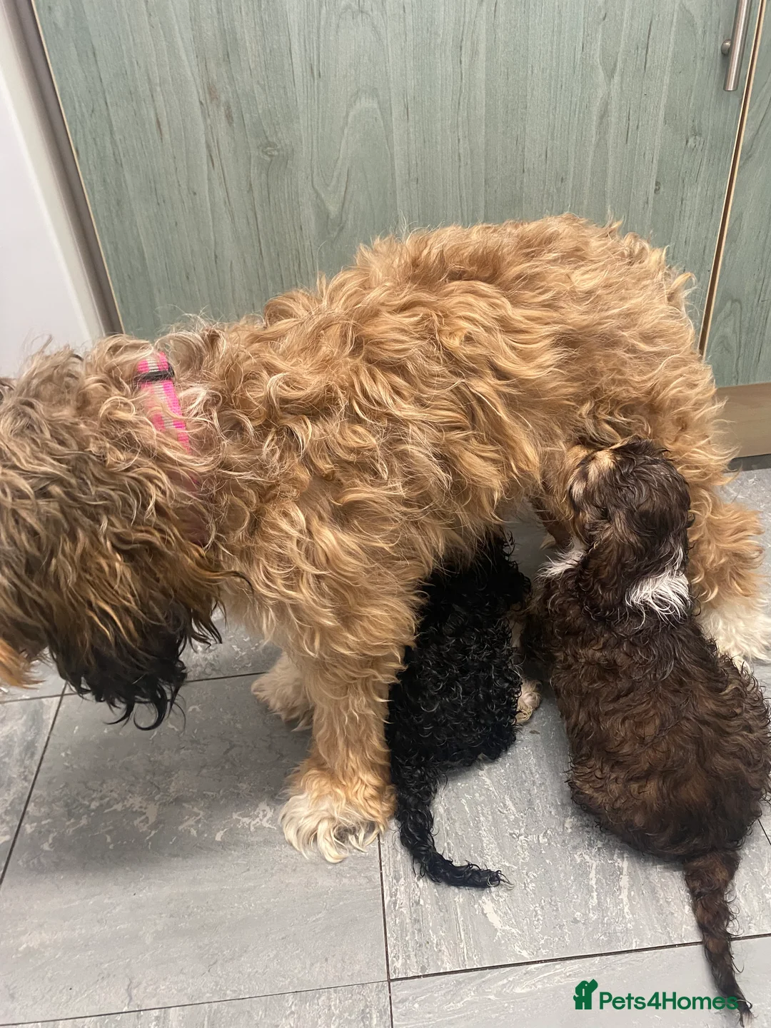 Mixed Breed dogs for sale: Cockerpoo  - Advert 2