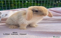 Mini Lop rabbits for sale: Mini lop bunnies  - Image 6