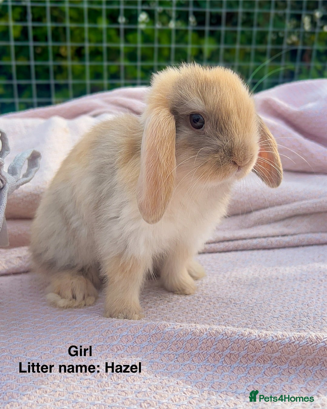Mini Lop rabbits for sale: Mini lop bunnies  - Image 6