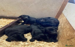 Borador dogs for sale: Beautiful Black Labrador X Border Collie Puppies  - Image 2