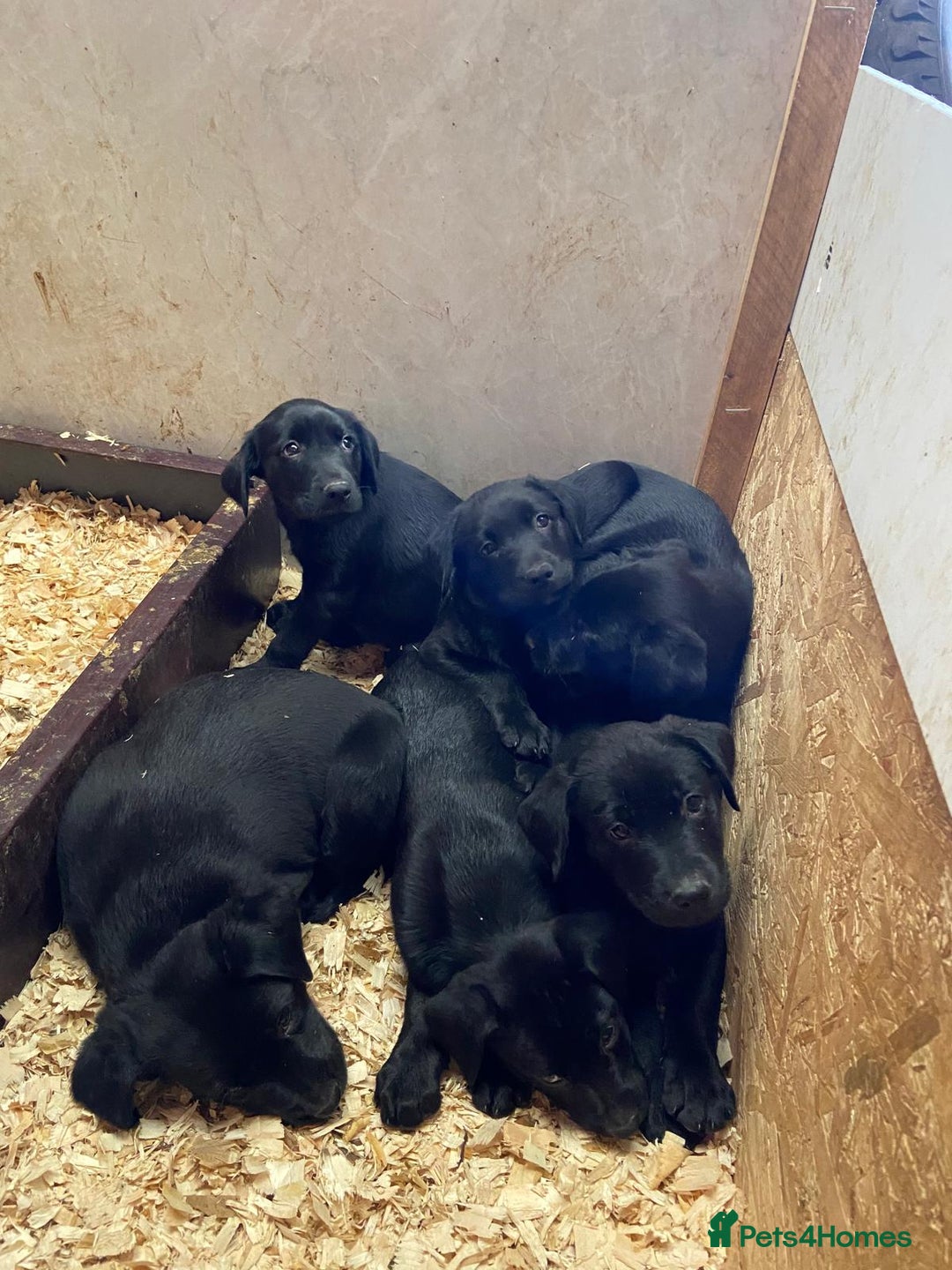 Borador dogs for sale: Beautiful Black Labrador X Border Collie Puppies  - Image 2