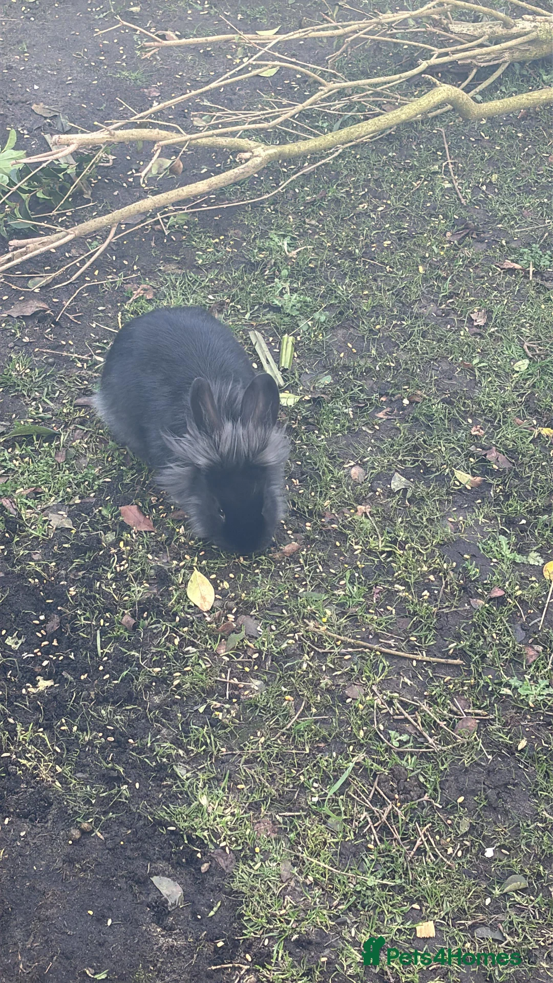 Lionhead rabbits for sale: Lion head bunnies for sale  - Advert 4