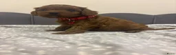Cavapoo dogs for sale: Stunning F1 Toy Cavapoo Pups - Advert 17