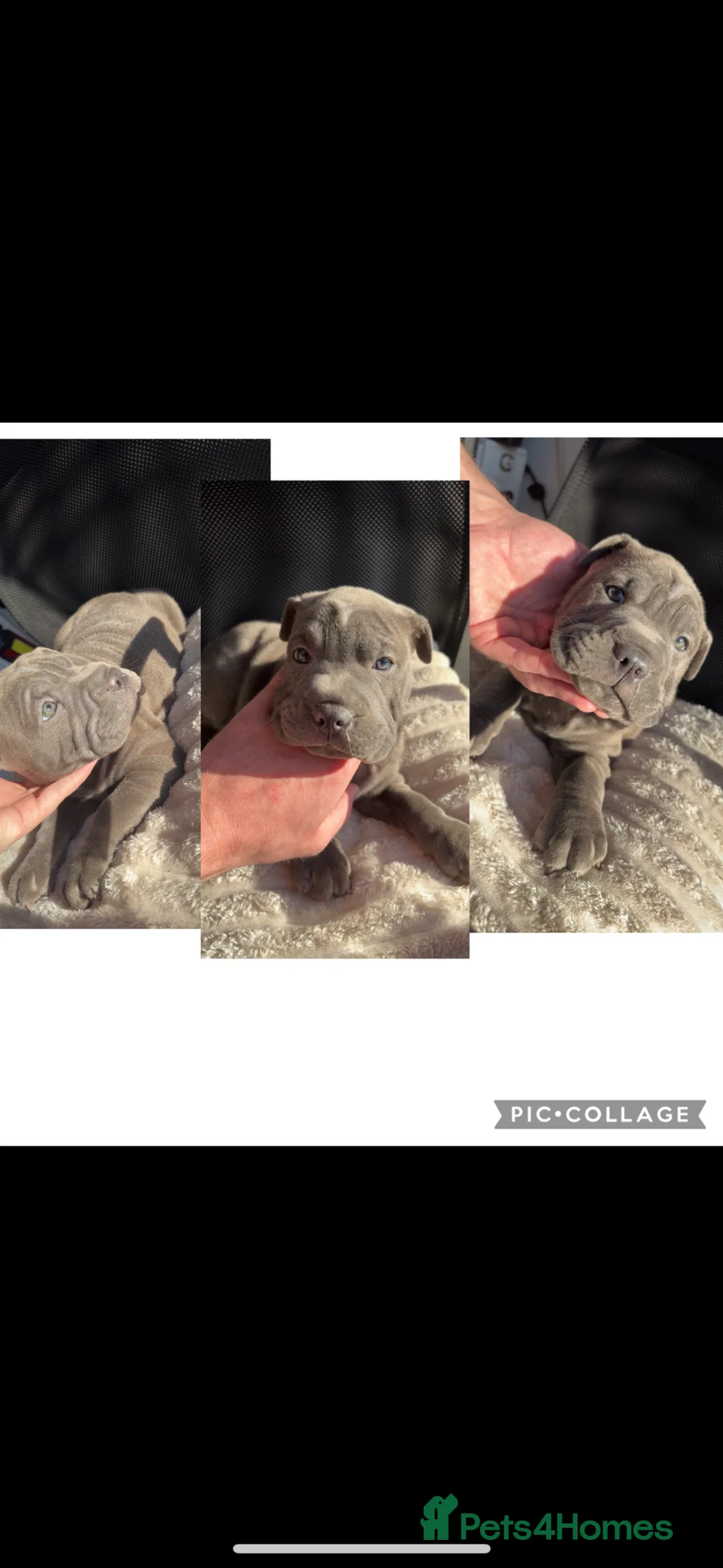 Mixed Breed dogs for sale: Bull-pei pups 🐶  - Advert 2