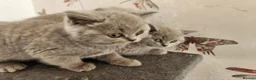 British Shorthair cats for sale: British shorthair kittens ready to leave now  - Advert 8