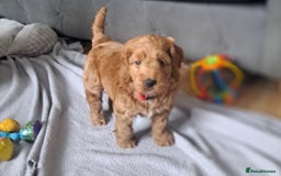 Cockapoo dogs for sale: Gorgeous Red, Golden & Apricot F1 Cockapoos - Image 10