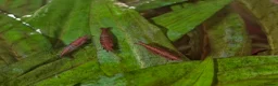 Shrimps fish for sale: Red Shrimps 1 pound each collection only  - Advert 4