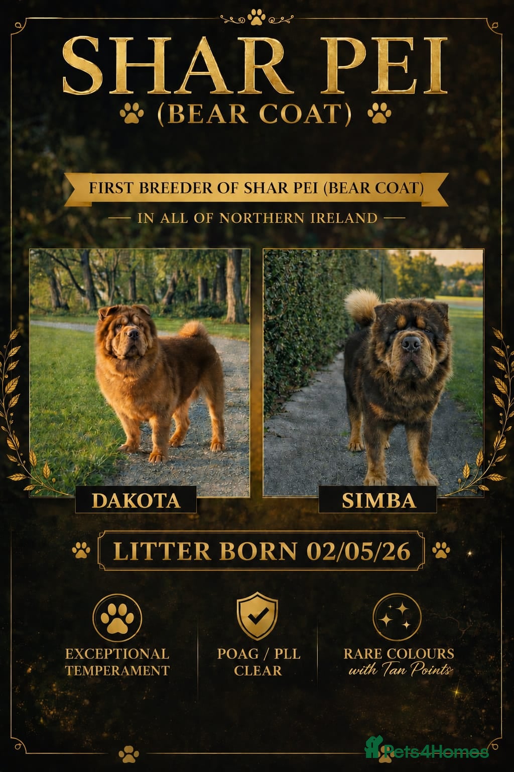 Shar Pei dogs Stunning Rare Shar Pei (Bear Coat) Pups - Advert 15