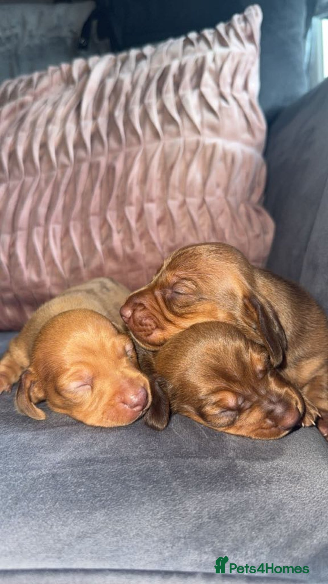 Miniature Dachshund dogs for sale: 3 gorgeous miniature daschunds - Image 20