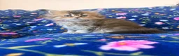 Scottish Fold cats for sale: Beautiful Scottish Fold kittens - Advert 7