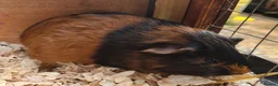 Guinea Pig rodents for sale: Gunea Pigs - Advert 2