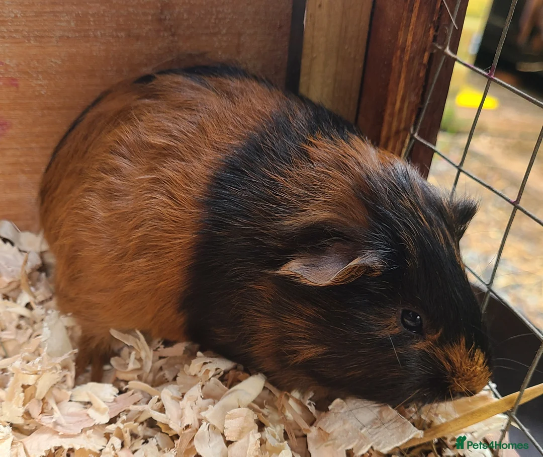 Guinea Pig rodents for sale: Gunea Pigs - Advert 2