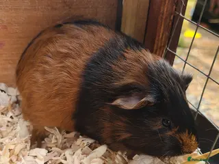 Guinea Pig rodents Gunea Pigs - Advert 4