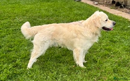 Goldendoodle dogs for sale: 💛F1 Castlecorrie Goldendoodle💛 - Advert 17