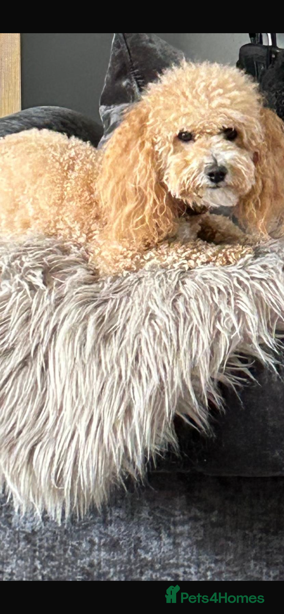 Poochon dogs for sale: F1B Poochon puppies - Advert 5