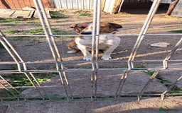 Mixed Breed dogs for adoption: BENNY - a faithful dog for a Loving Home - Image 19