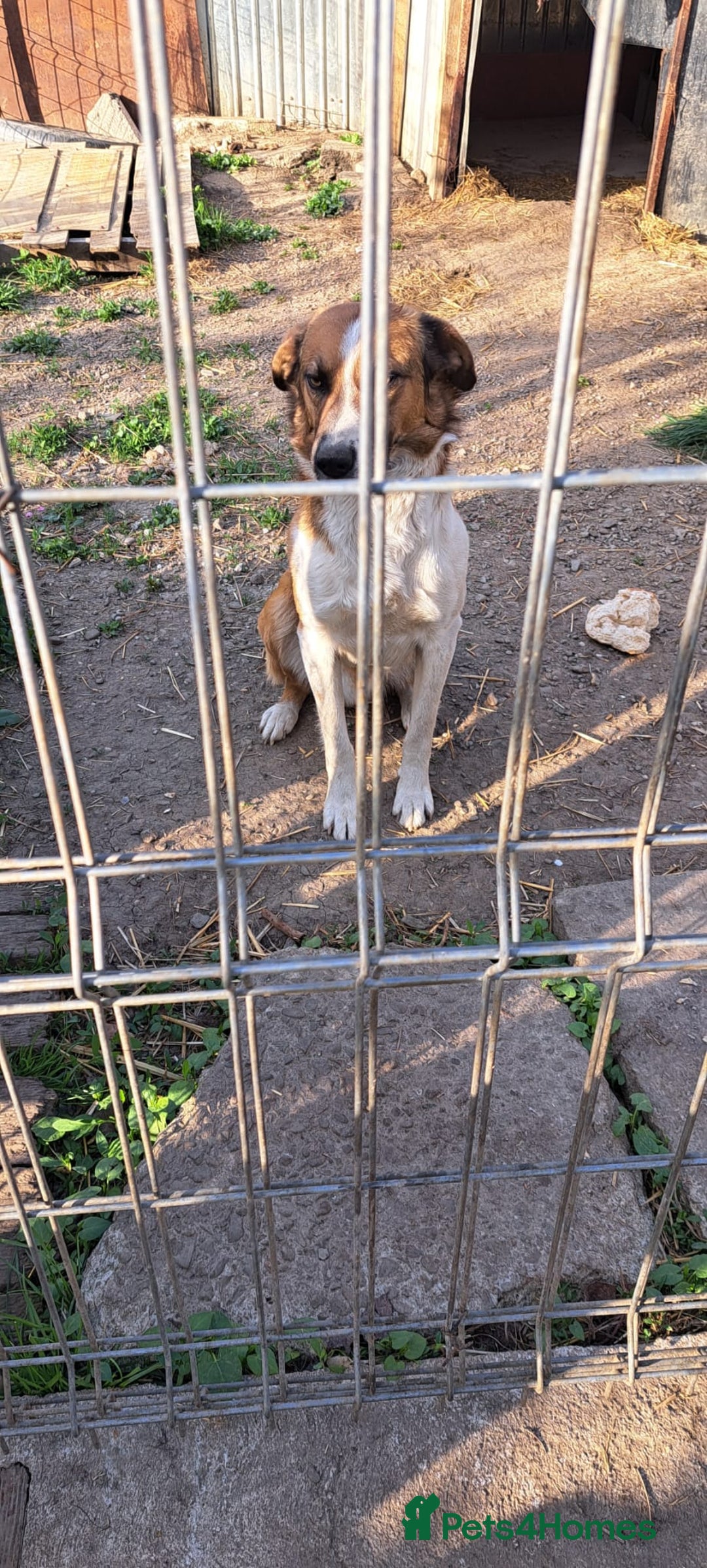 Mixed Breed dogs for adoption: BENNY - a faithful dog for a Loving Home - Image 19