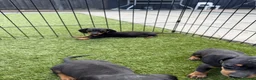 Dachshund dogs for sale: Dachshund  - Advert 11