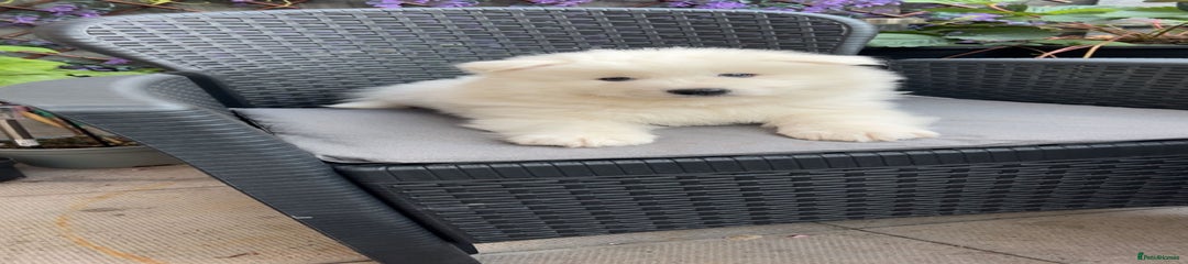 Samoyed Puppy 1