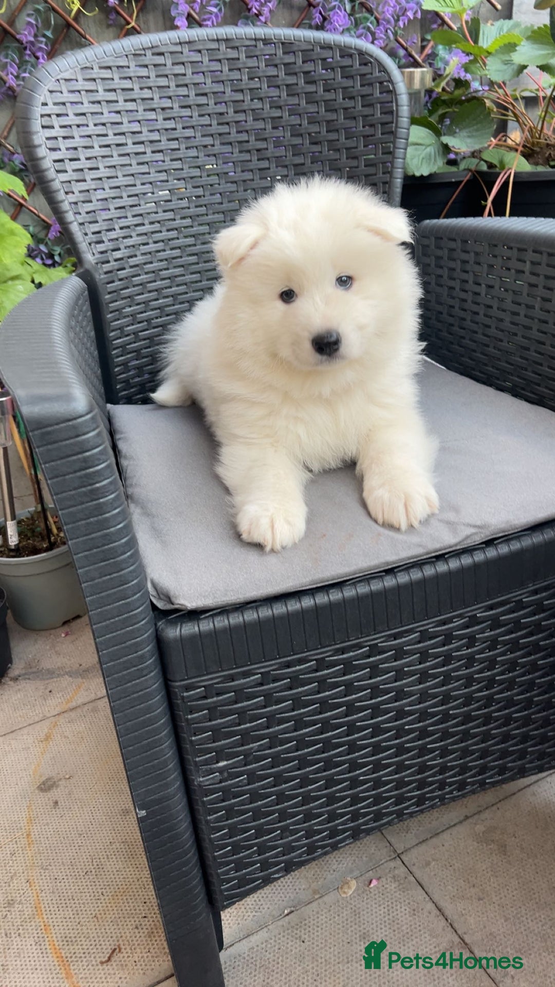 Samoyed dogs for sale: STUNNING SAMOYED PUPPY  🐾  - Image 2