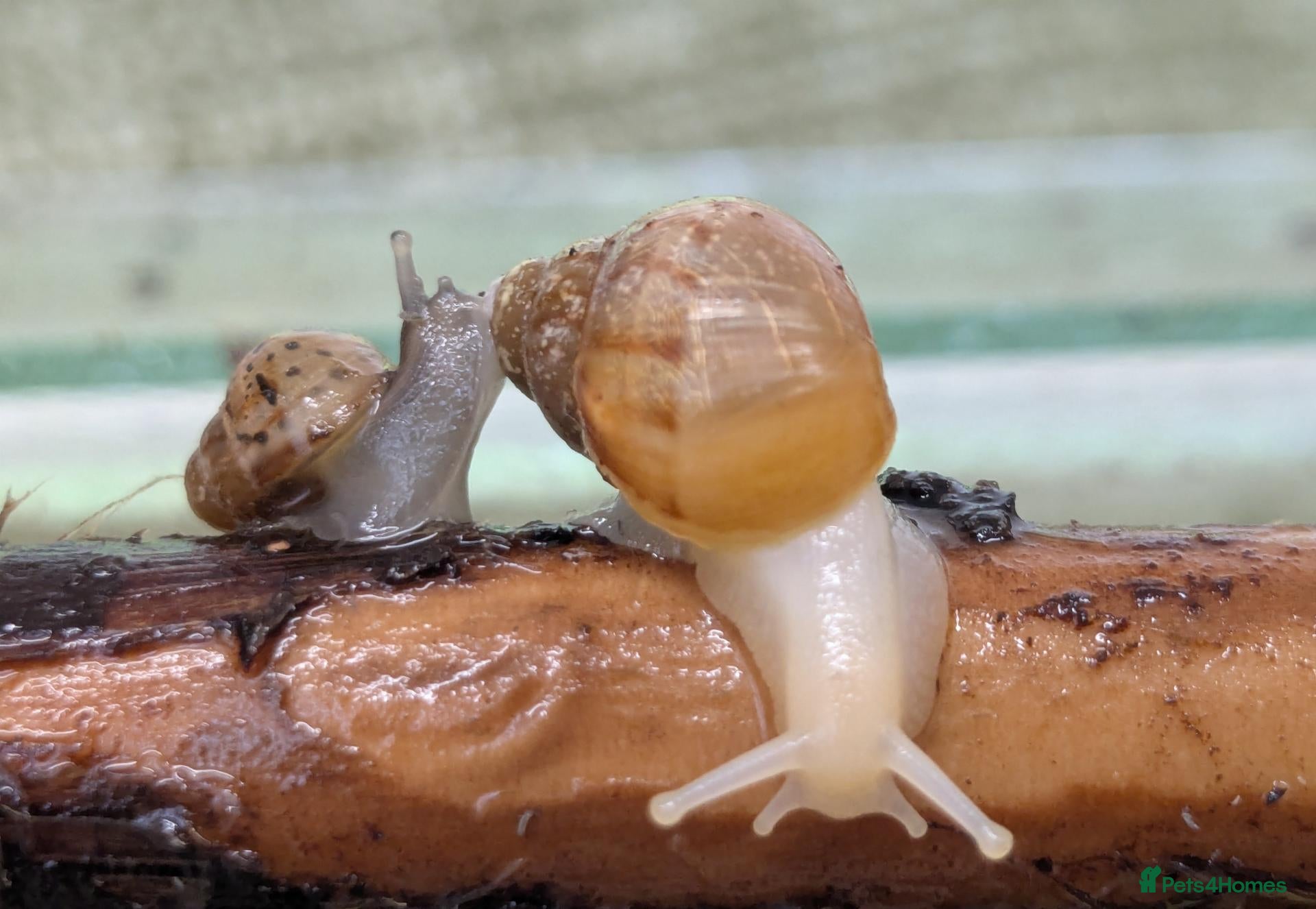Snails invertebrates Giant African Land Snails  - Advert 1