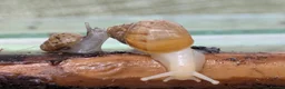 Snails invertebrates for sale: Giant African Land Snails  - Advert 1