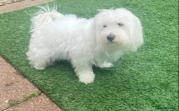 Maltese dogs for sale: Purebred Maltese Puppies Ready Now! - Image 7