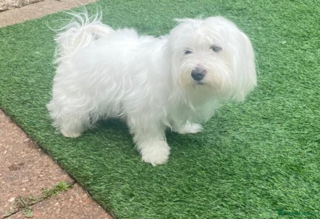 Maltese dogs for sale: Purebred Maltese Puppies Ready Now! - Image 7