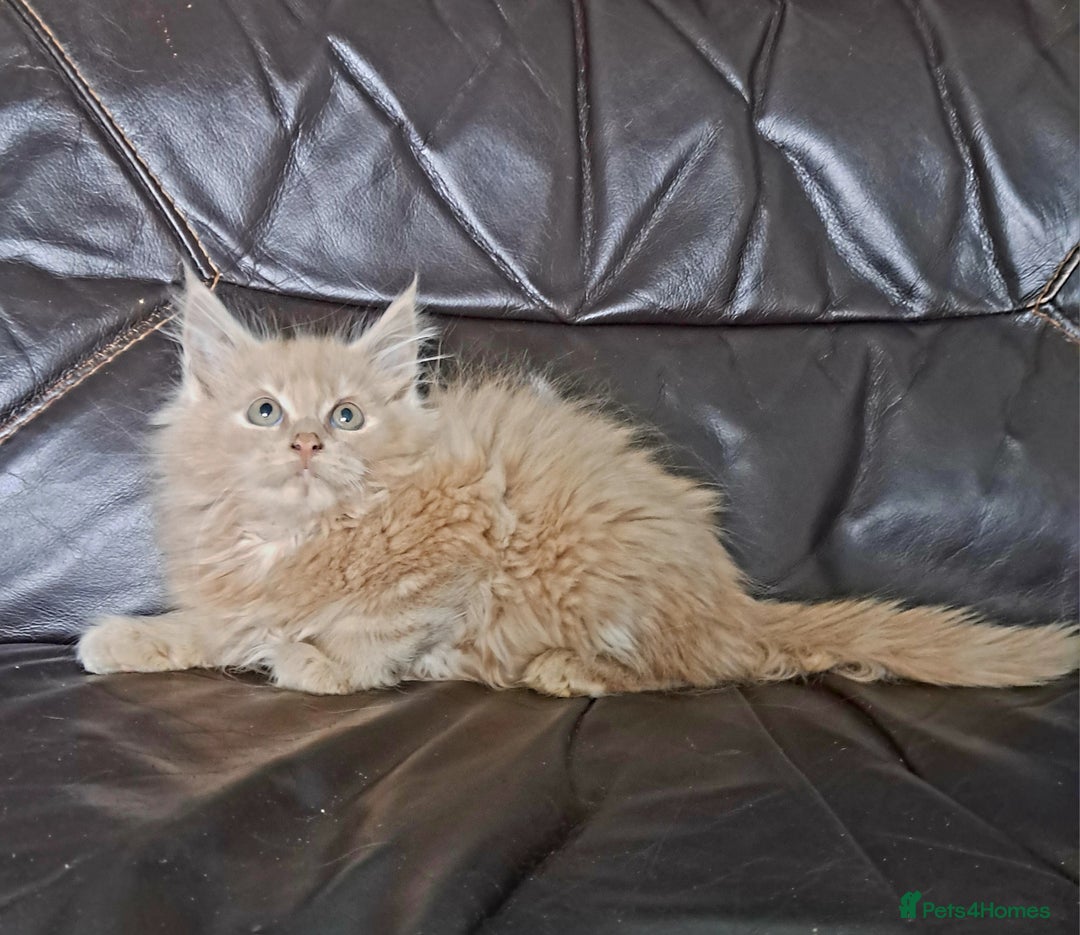 Maine Coon cats for sale: Maine Coon Kittens pure bred  - Advert 2