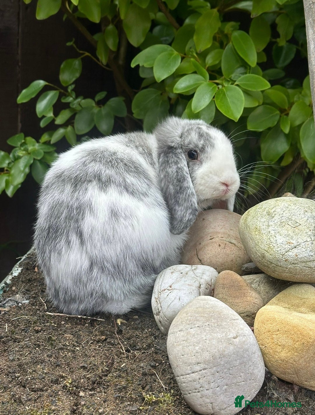 Mini Lop rabbits for sale: Male rabbit - proven buck for sale  - Advert 2