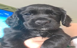 Cocker Spaniel dogs for sale: *****Ready Now KC working cocker spaniels***** - Image 7