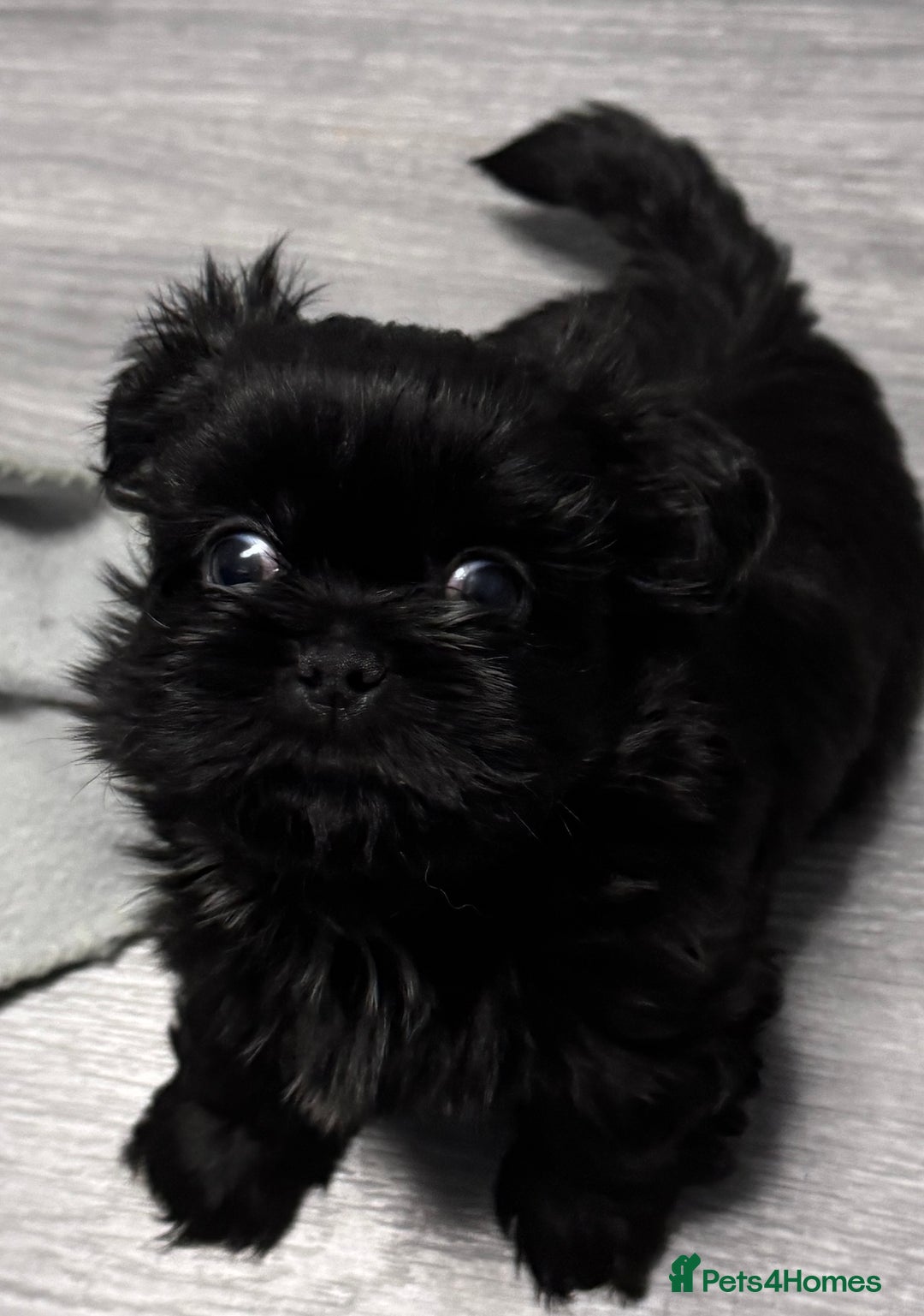 Shih Tzu dogs for sale: Standard Shih Tzu puppies  - Image 6