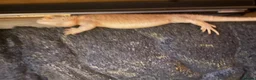 Bearded Dragon reptiles for sale: Bearded dragon free with the vivarium all included in Aberdeen - Advert 2
