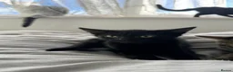 British Shorthair cats for sale: 8 week Kittens - Advert 4