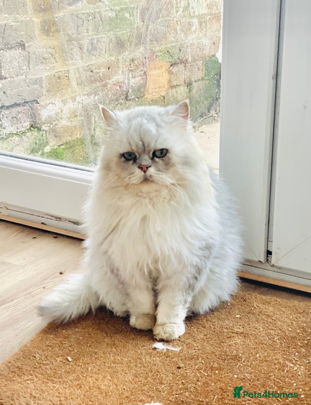 Persian cats for stud: Chinchilla Persian Silver Tip Stud - Image 3