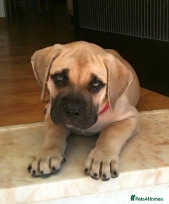Presa Canario dogs Presa Canario For sale - Advert 4
