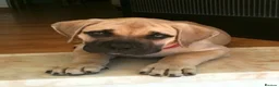 Presa Canario dogs for sale: Presa Canario For sale in Wembley - Advert 1