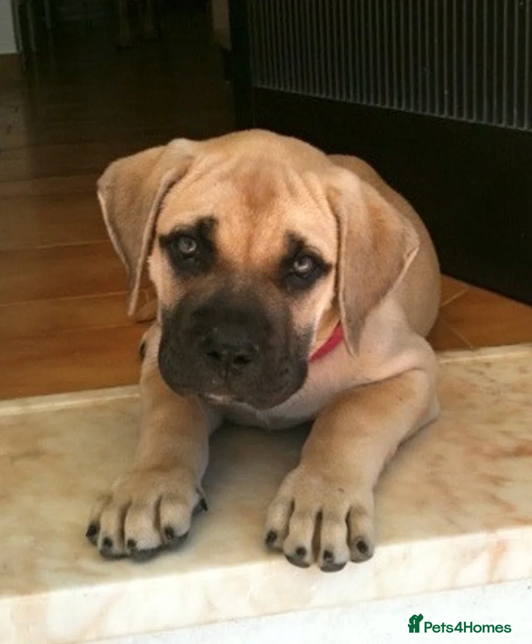 Presa Canario dogs for sale: Presa Canario For sale in Wembley - Advert 1