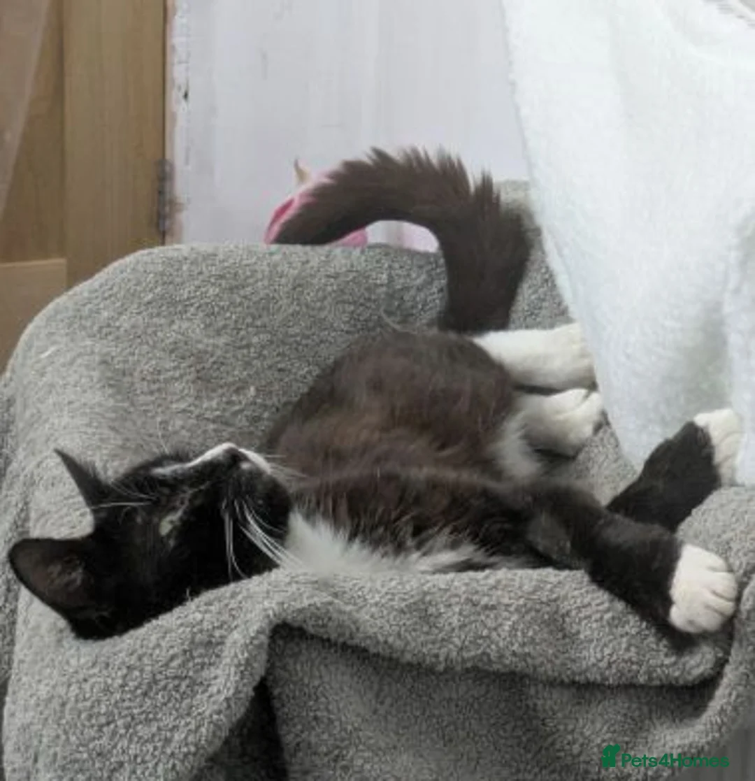Mixed Breed cats for adoption: TOBY. - Advert 2