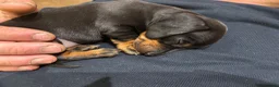 Miniature Dachshund dogs for sale: KC Registered Miniature Dachshund Puppies - Advert 11