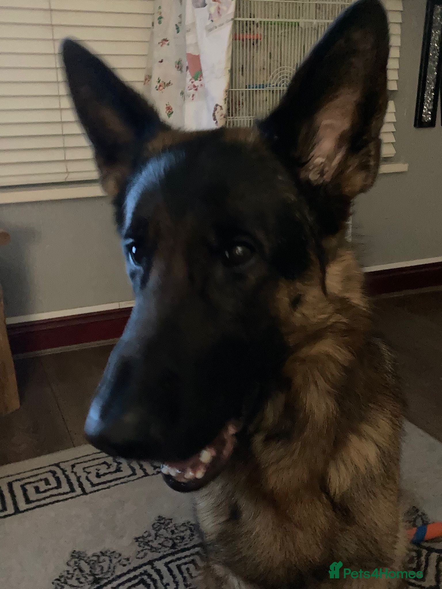 German Shepherd dogs 3 year old German shepherd  - Advert 1