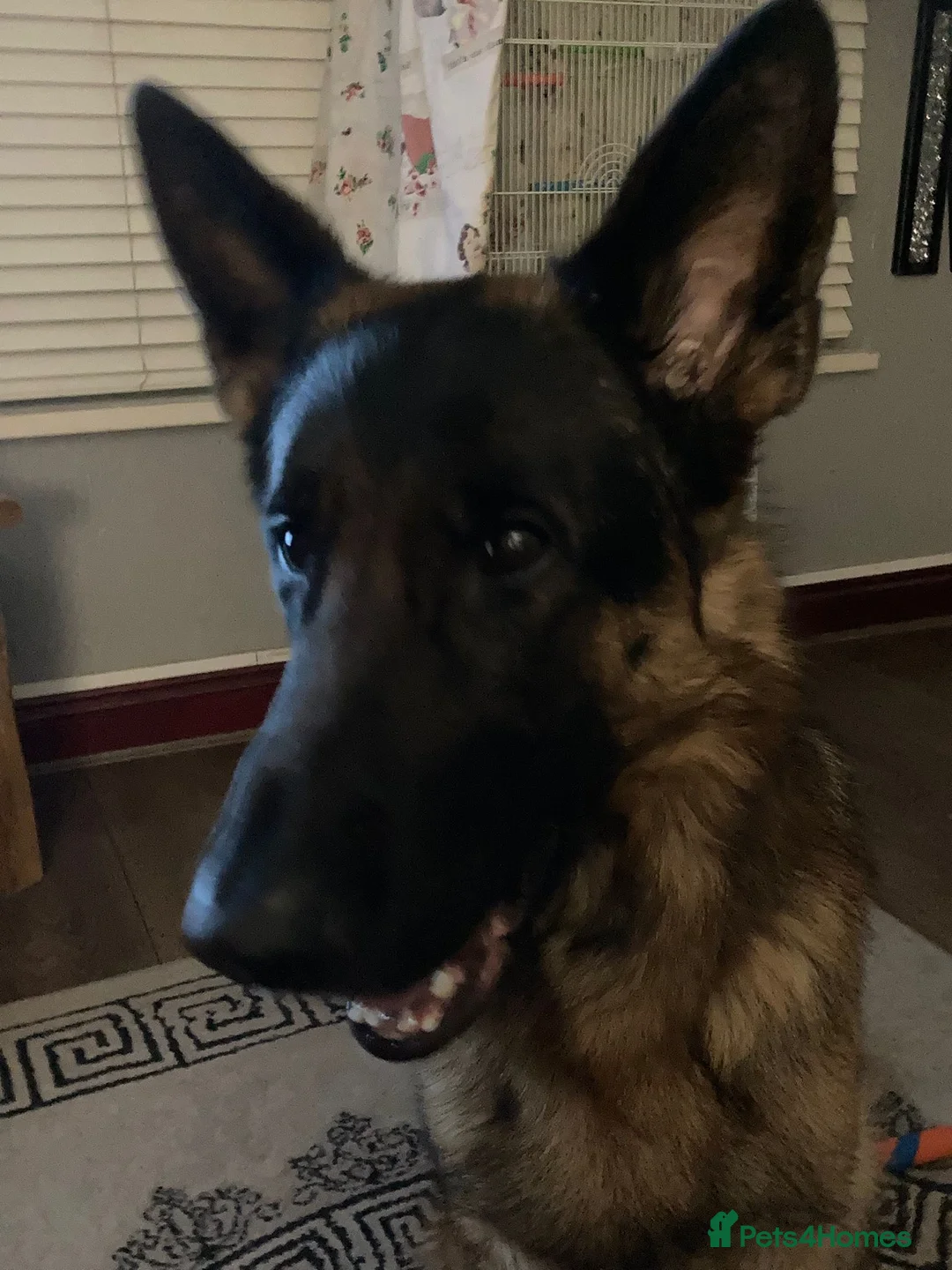 German Shepherd dogs for sale: 3 year old German shepherd  - Advert 1