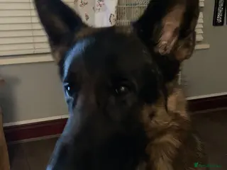 German Shepherd dogs 3 year old German shepherd - Advert 1