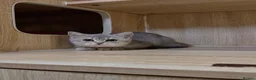 British Shorthair cats for sale: Blue Silver Shaded British Shorthair Kittens  - Advert 5