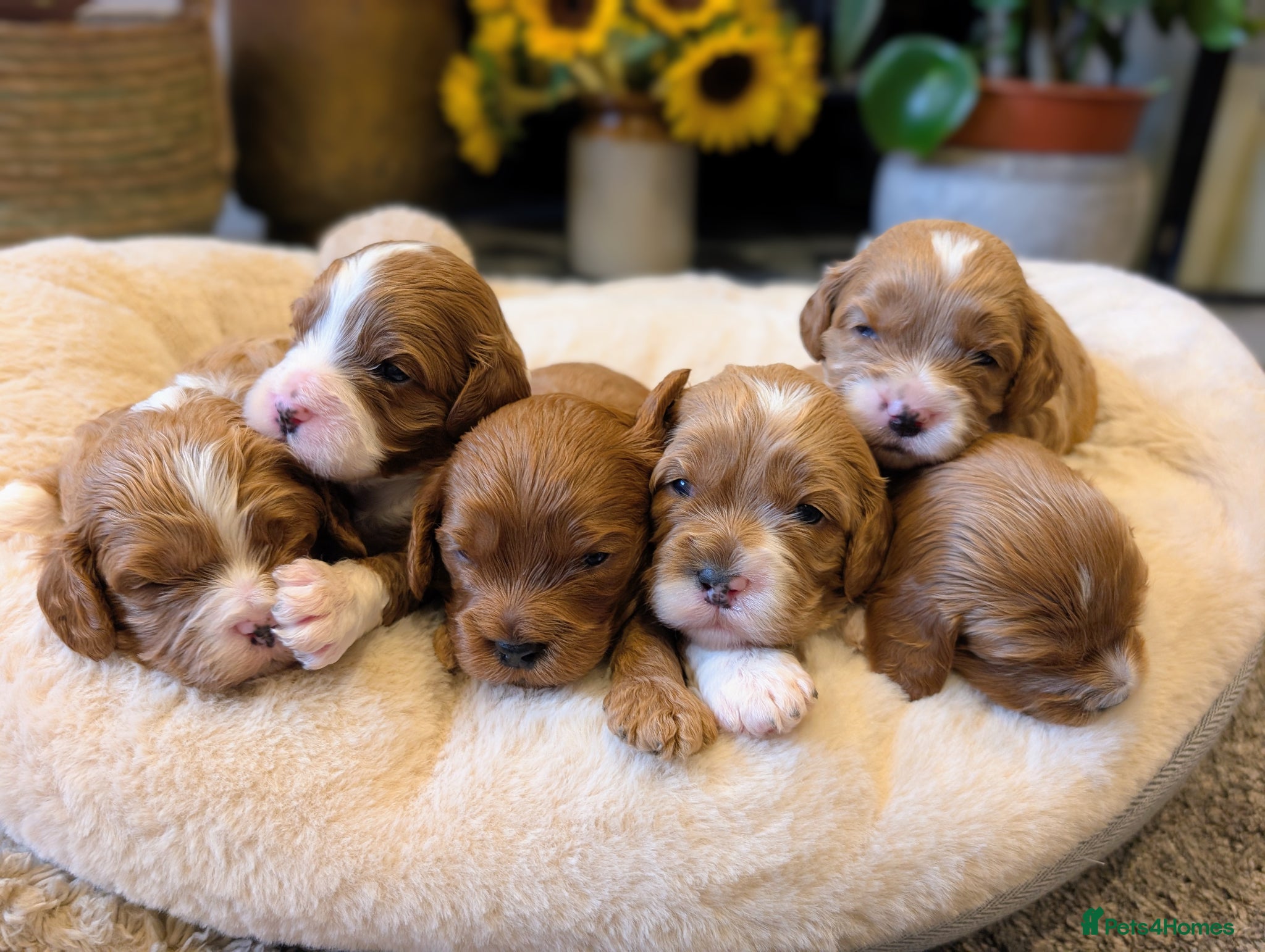 Cavapoo dogs ⭐⭐⭐⭐⭐ Adorable cavapoo puppies  - Advert 1