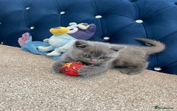 British Shorthair cats for sale: GCCF British Shorthair kittens  - Image 22
