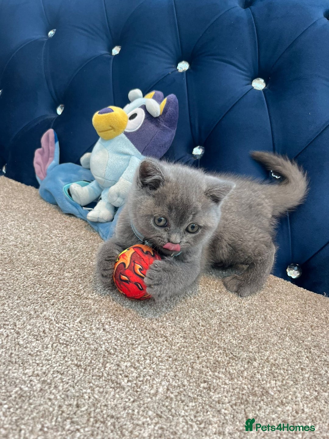 British Shorthair cats for sale: GCCF British Shorthair kittens  - Image 22