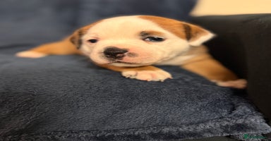 Staffordshire Bull Terrier dogs - Advert 1