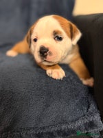 Staffordshire Bull Terrier dogs - Advert 15